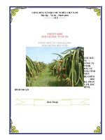 Dự án trồng cây ăn trái thanh long