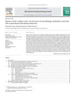 Bacteria of the sulphur cycle An overview of microbiology, biokinetics and their role in petroleum and mining industries