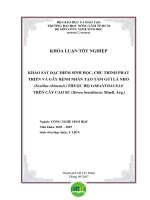Khóa luận khảo sát đặc điểm sinh học, chu trình phát triển và gây bệnh nhân tạo tầm gửi lá nhỏ (taxillus chinensis) thuộc họ loranthaceae trên cây cao su (hevea brasiliensis muell  arg 