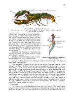 Giao trình động vật không xương sống