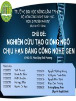NGHIÊN CỨU TẠO GIỐNG NGÔ  CHỊU HẠN BẰNG CÔNG NGHỆ GEN