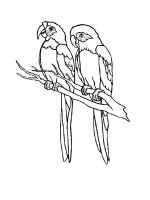 Sách tập tô hình con vẹt