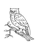 Sách tập tô hình con cú mèo