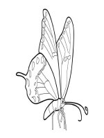 Sách tập tô hình bướm