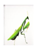 Bộ thẻ glenn doman (các loài côn trùng)