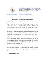 kĩ thuật trồng cây hồng xiêm