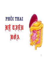 Phôi thai tiêu hóa CN