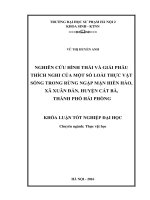 Nghiên cứu hình thái và giải phẫu thích nghi của một số loài thực vật sống trong rừng ngập mặn hiền hào, xã xuân đán, huyện cát bà, thành phố hải phòng