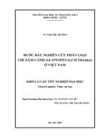 Bước đầu nghiên cứu phân loại chi xâm cánh (glyptopetalum thwaites) ở việt nam 