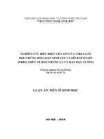 NGHIÊN cứu BIỂU HIỆN GEN GP5 của VIRUS gây hội CHỨNG rối LOẠN SINH sản và hô hấp ở lợn (PRRS) TRÊN tế bào THUỐC lá và hạt đậu TƯƠNG 