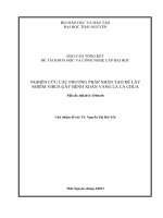 Nghiên cứu một số phương pháp nhân tạo để lây nhiễm virus gây bệnh xoăn vàng lá cà chua (Đề tài NCKH)
