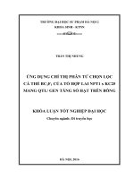 Ứng dụng chỉ thị phân tử chọn lọc cá thể BC 1F1 của tổ hợp lai NPT1 x KC25 mang QTL gen tăng số hạt trên bông