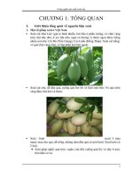 Công nghệ sản xuất xoài sấy