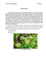 CÔNG NGHỆ SẢN XUẤT MÃNG CẦU TA BẰNG PHƯƠNG PHÁP SẤY THĂNG HOA