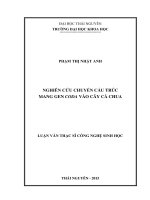 Nghiên cứu chuyển cấu trúc mang gen codA vào cây cà chua