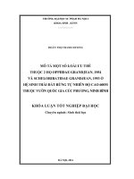 Mô tả một số loài ưu thế thuộc 2 họ Oppiidae Grandjean, 1954 và Scheloribatidae Grandjean, 1953 ở hệ sinh thái đất rừng tự nhiên độ cao 600m thuộc vườn quốc gia Cúc Phương, Ninh Bình (LV tốt nghiệp)