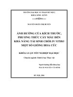 Ảnh hưởng của kích thước và phương thức cấy mẫu đến khả năng tái sinh chồi in vitro một số giống hoa cúc 