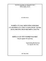 Nghiên cứu đặc điểm nông sinh học của 06 dòng lúa chất lượng được tạo ra bằng phương pháp đột biến cảm ứng