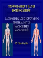CÁC MẠCH MÁU LỚN Ở NGỰC VÀ BỤNG  MẠCH ĐẦU MẶT CỔ  MẠCH CHI TRÊN  MẠCH CHI DƯỚI