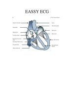 EASSY   ECG