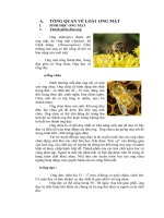 Tổng quan về ong và mật ong