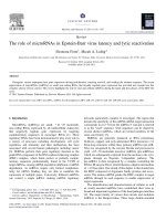 Review role of miRNA in EBV