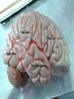 Giải phẫu sinh lý não Đại học Y Hà Nội