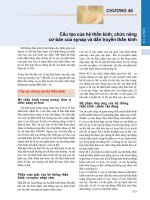 CHƯƠNG 46 Cấu tạo của hệ thần kinh, chức năng cơ bản của synap và dẫn truyền thần kinh