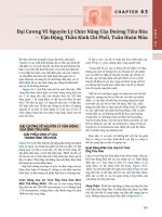 CHƯƠNG 63 Đại Cương Về Nguyên Lý Chức Năng Của Đưừng Tiêu Hóa— Vận Động, Thần Kinh Chi Phối, Tuần Hoàn Máu