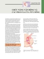 chương 55 Chức năng vận động và các phản xạ của tủy sống