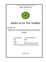 Nghiên Cứu Xử Lý RHODAMINE B Bằng Vật Liệu Hấp Phụ SEPIOLITE