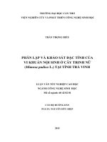 Phân lập và khảo sát đặc tính của vi khuẩn nội sinh ở cây trinh nữ (Mimosa pudica L.) tại tỉnh Trà Vinh