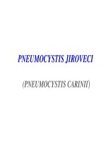 Bài giảng Kí sinh trùng Trùng roi PNEUMOCYSTIS JIROVECI