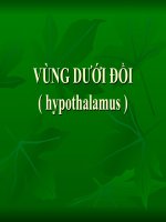 Vùng dưới đồi ( hypothalamus)
