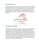 các thế cây cảnh cơ bản và ý nghĩa phong thủy