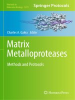Methods in molecular biology vol 1579 matrix metalloproteases methods and protocols 