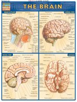 BarCharts quickstudy brain 