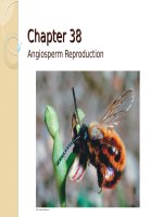 Lecture AP Biology  Chapter 38, 39 Angiosperm reproduction  Plant responses to internal and external signals