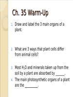 Lecture AP Biology  Chapter 35 Plant structure, growth, and development