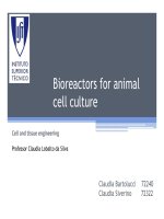 Bioreactors for animal cell culture