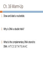 Lecture AP Biology  Chapter 16 Molecular basis of inheritance