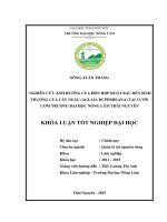 Nghiên cứu ảnh hưởng của hỗn hợp ruột bầu đến sinh trưởng của cây Ngâu (Aglaia duperreana) tại vườn ươm Trường Đại Học Nông Lâm Thái Nguyên