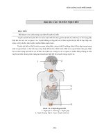 GIẢI PHẪU HỌC TUYẾN NỘI TIẾT