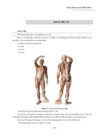 GIẢI PHẪU HỌC HỆ CƠ Ở NGƯỜI