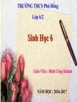 Bài giảng QUYẾT - CÂY DƯƠNG XỈ