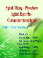 phân loại thực vật ngành thông Pinophyta