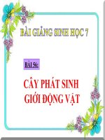 Bài Giảng Cây Phát Sinh Giới Động Vật