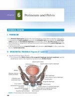 Ebook BRS Gross anatomy (7th edition) Part 2