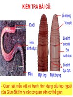 Thực Hành Mổ Và Quan Sát Giun Đất