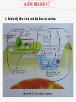 Bài Giảng Dòng Năng Lượng Trong Hệ Sinh Thái Và Hiệu Suất Sinh Thái